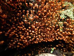 Xeromphalina leonina