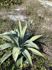 Agave desmettiana
