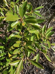 Citharexylum spinosum
