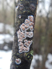 Cylindrobasidium evolvens