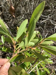 Citharexylum spinosum