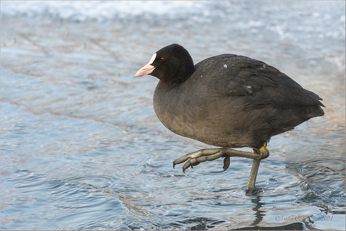Common Coot, photo 3 of 10