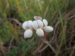 Lotus becquetii