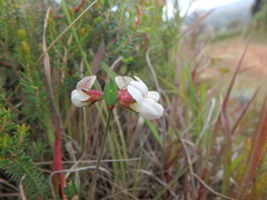 Lotus becquetii