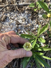 Physalis angustifolia