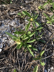 Physalis angustifolia