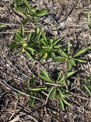 Physalis angustifolia