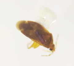 Cardiastethus fasciiventris