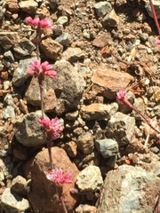 Eriogonum vimineum