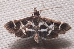 Diasemiodes janassialis