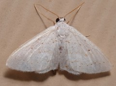 Idaea tacturata