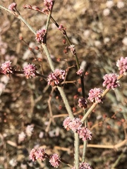 Eriogonum roseum