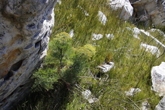 Notobubon capense