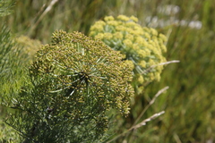 Notobubon capense