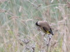 Carduelis carduelis