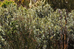 Grubbia tomentosa
