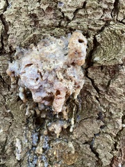 Dendroctonus