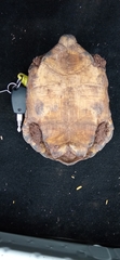 Gopherus evgoodei