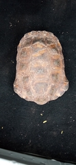 Gopherus evgoodei