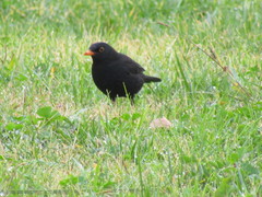 Turdus merula
