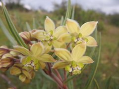 Gomphocarpus phillipsiae
