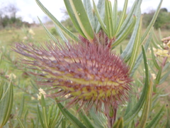 Gomphocarpus phillipsiae