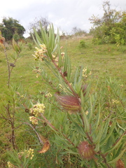 Gomphocarpus phillipsiae