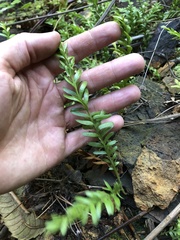 Tmesipteris truncata