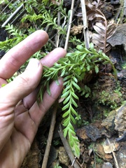 Tmesipteris truncata