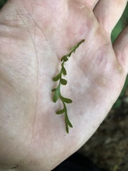 Tmesipteris truncata