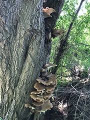 Cerioporus squamosus