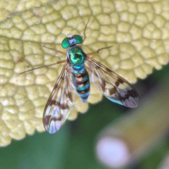 Heteropsilopus ingenuus