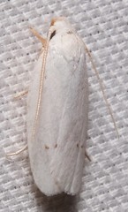 Antaeotricha albulella