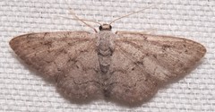 Idaea violacearia