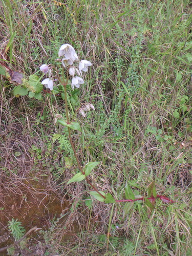 Swertia kilimandscharica
