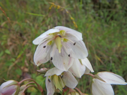Swertia kilimandscharica