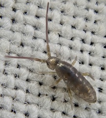 Tomoceridae
