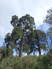 Juniperus procera