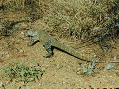 Varanus giganteus