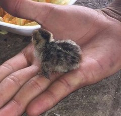 Coturnix japonica