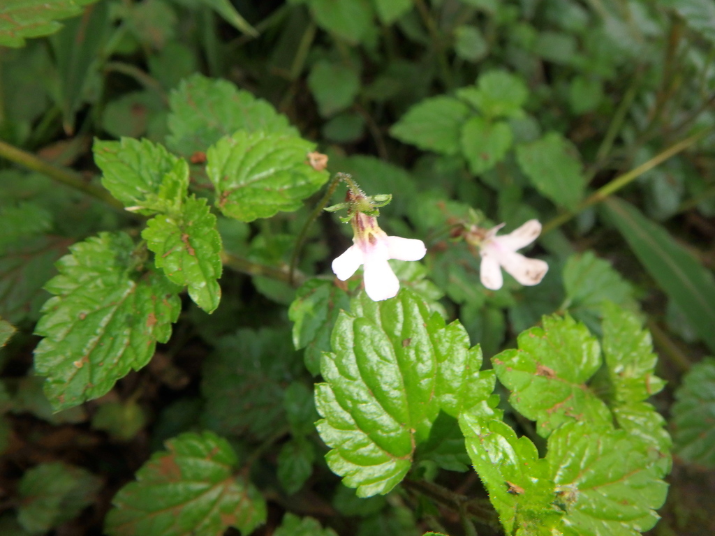 Diclis bambuseti