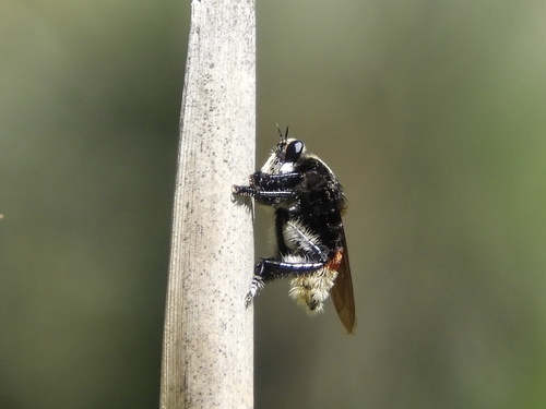 Mallophora pluto