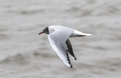 Chroicocephalus ridibundus