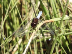 Erythrodiplax atroterminata