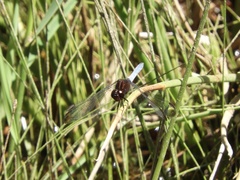 Erythrodiplax atroterminata