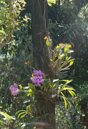 Guarianthe skinneri