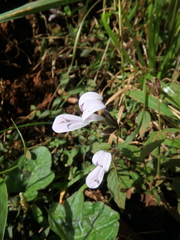 Hypoestes triflora