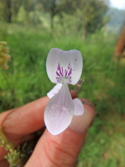 Hypoestes triflora