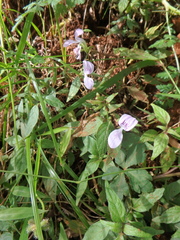 Hypoestes triflora