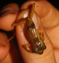 Afrixalus nigeriensis